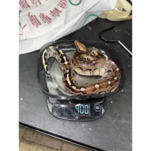 Sumatran Short Tail Python Black Blood Python curtus