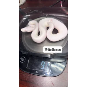 Ball Python /White Demon