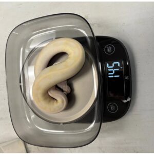 Ball Python /Banana Champagne Enchi Pastel/