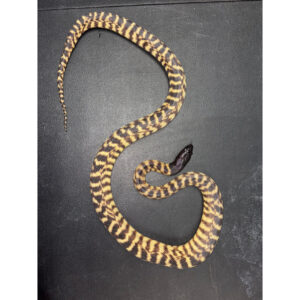 Black Headed Python Aspidites melanocephalus